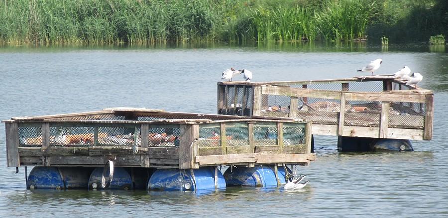 Cokolwiek to jest, mewy i rybitwy to lubuą
