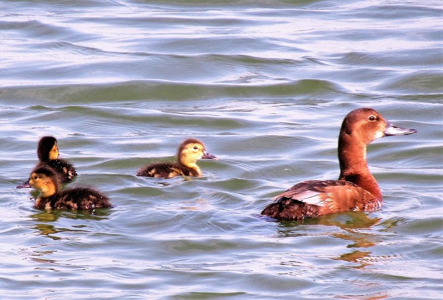Mama w prawo,kurduple za nią