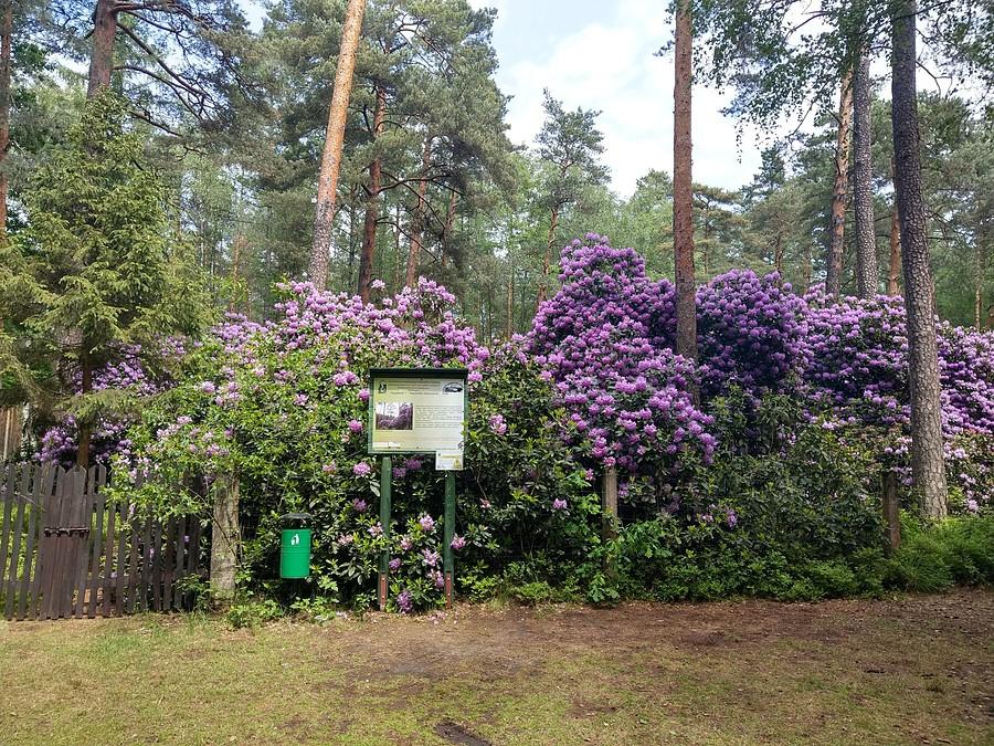 Rododendrony I