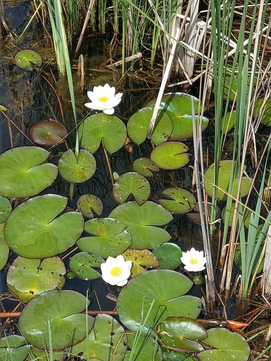 Grzybień w rezerwacie Brzoza