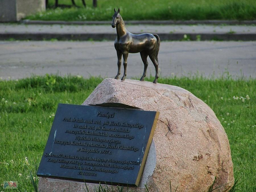 Kasztanka Piłsudskiego