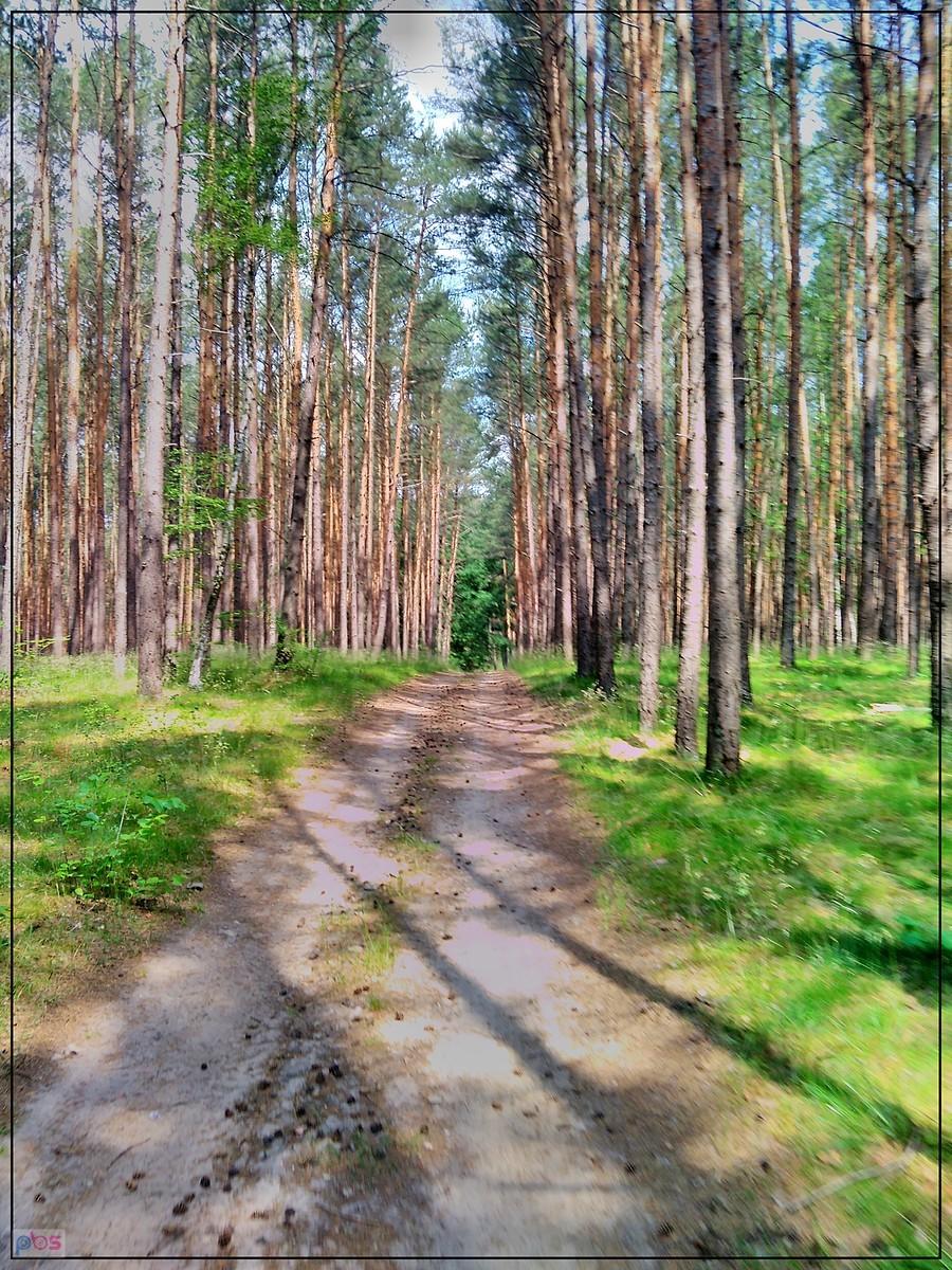Leśna droga