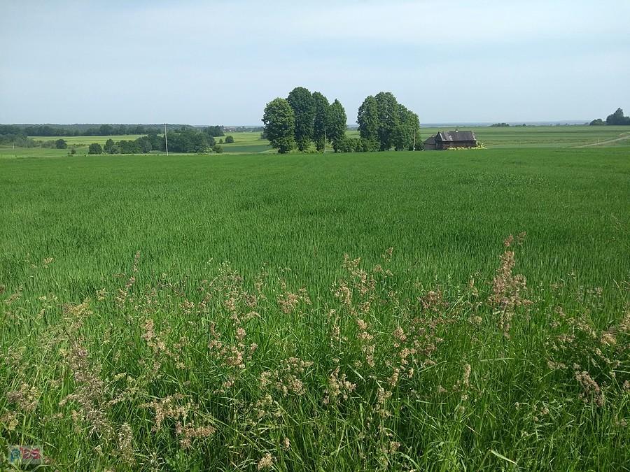 Pola za Wolbromiem
