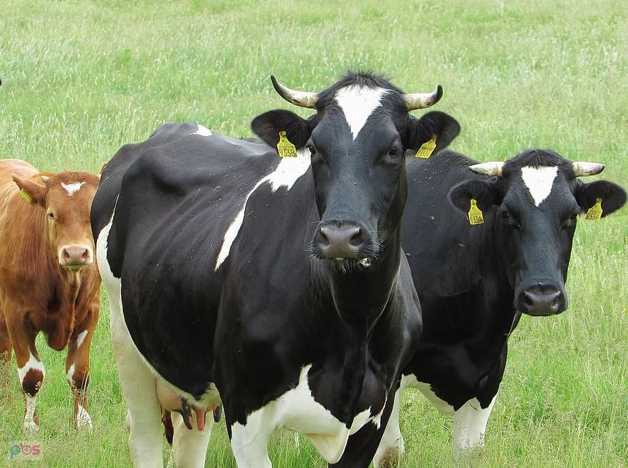 Wąsata krowa groźnie łypie na mnie okiem