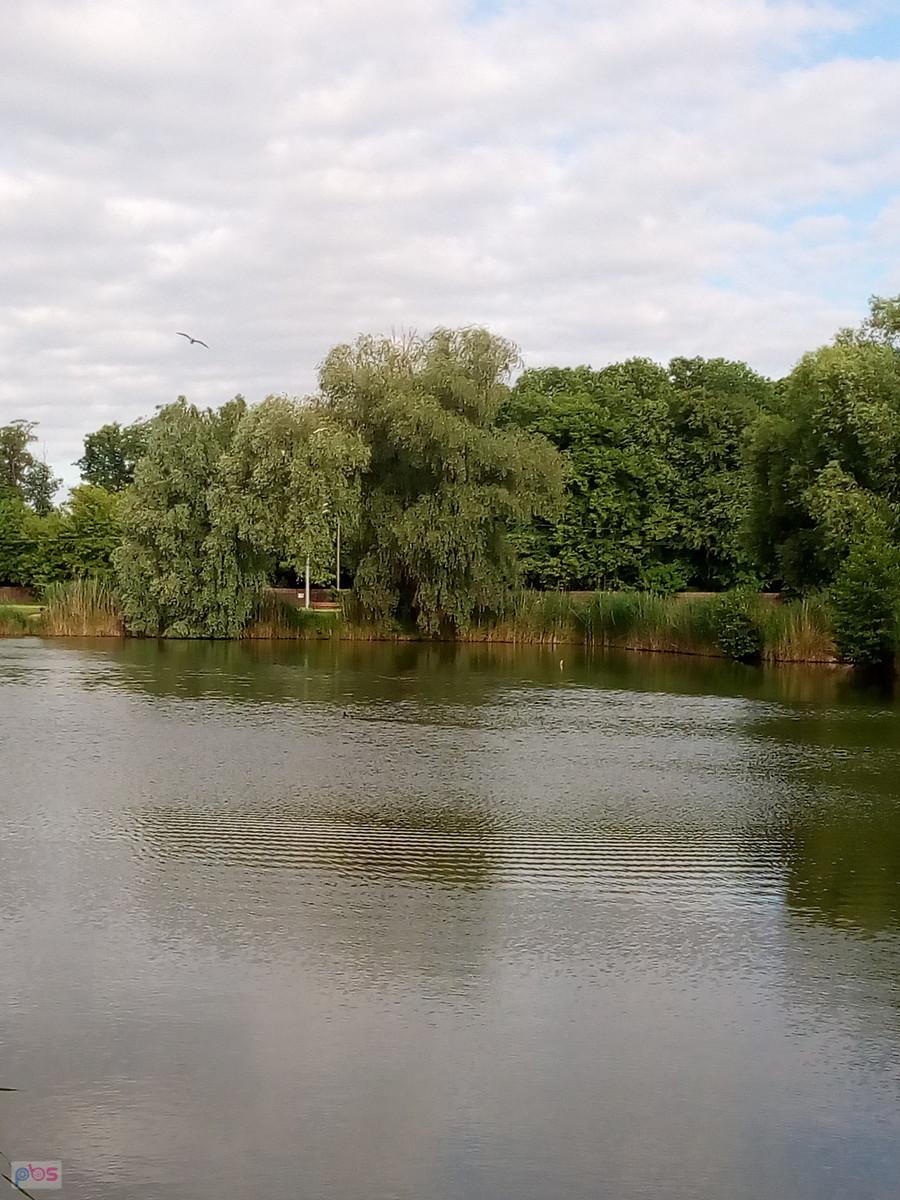 Staw w Zielonkach