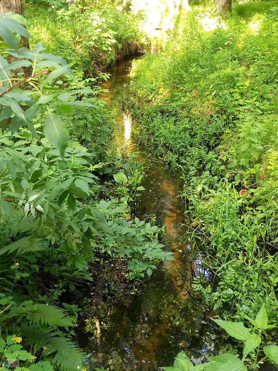 Strumyk w gęstwinie