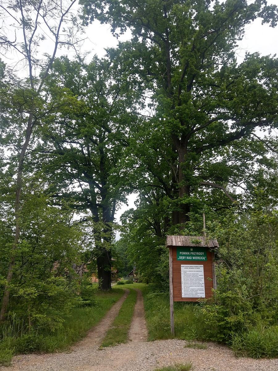 Dęby nad Wiercicą