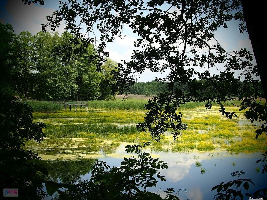 Staw Hubertus