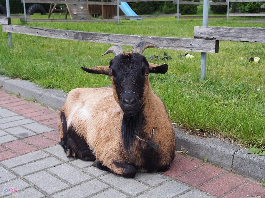 I co się gapisz?