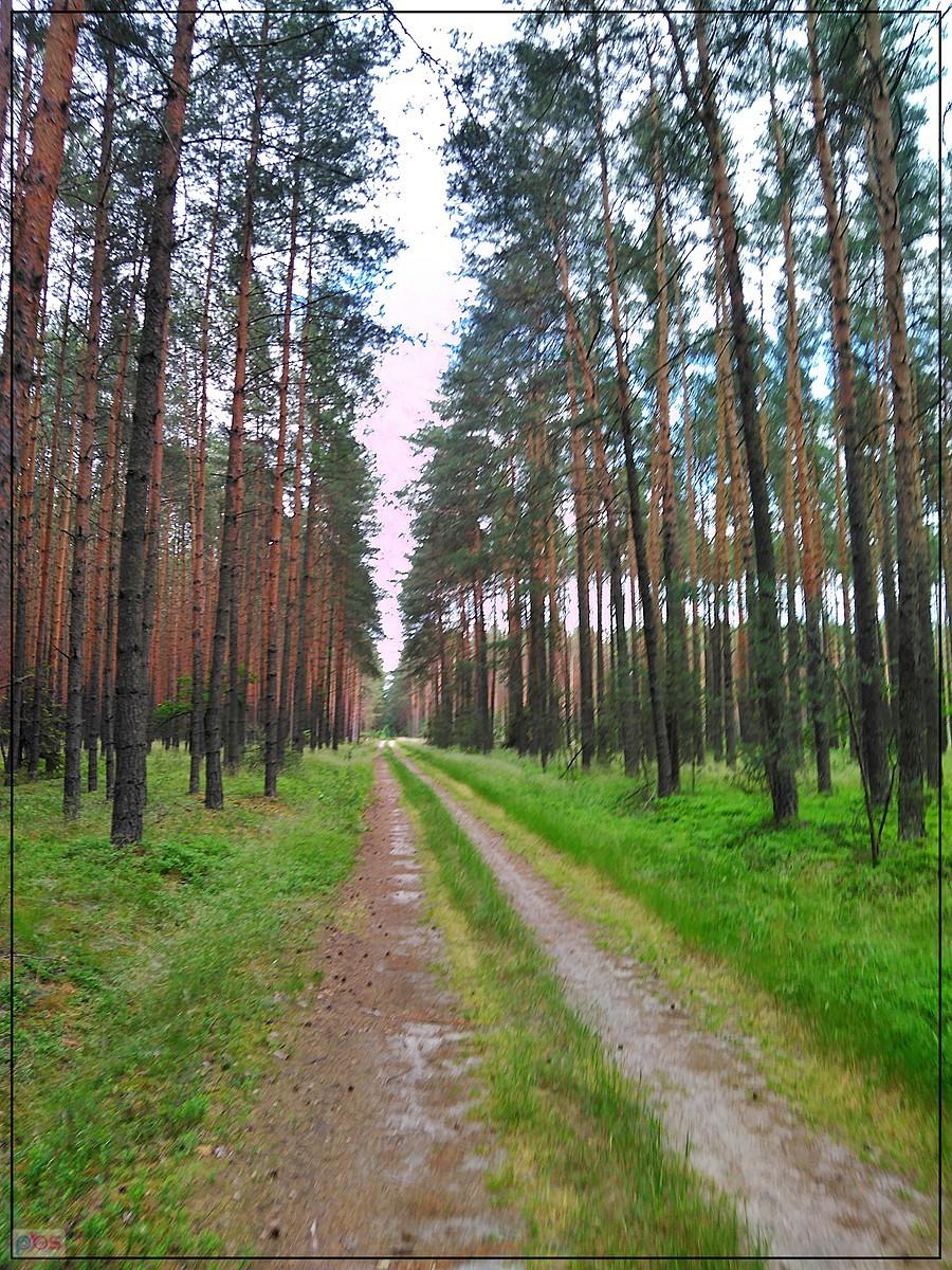 Leśna droga