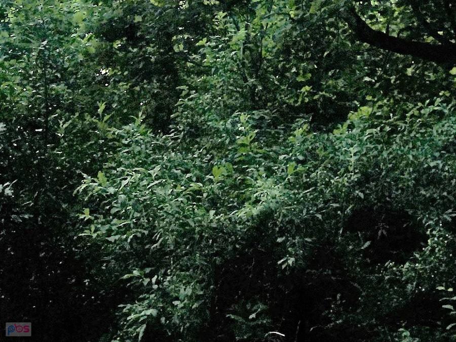 Późni już było i na zdjęciu wielokrotnie rozjaśnianym nie widac kwiatów tulipanowca
