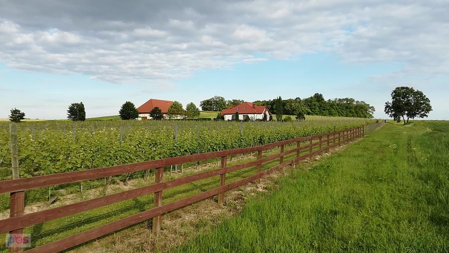 Winnica nieopodal Zachowic