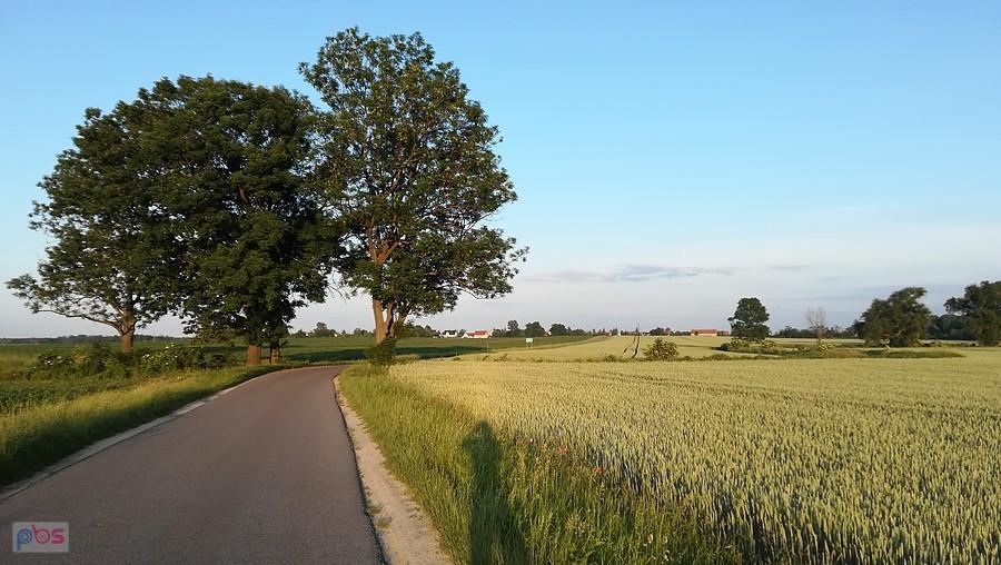 Widok w kierunku Królikowic z drogi na Bąki