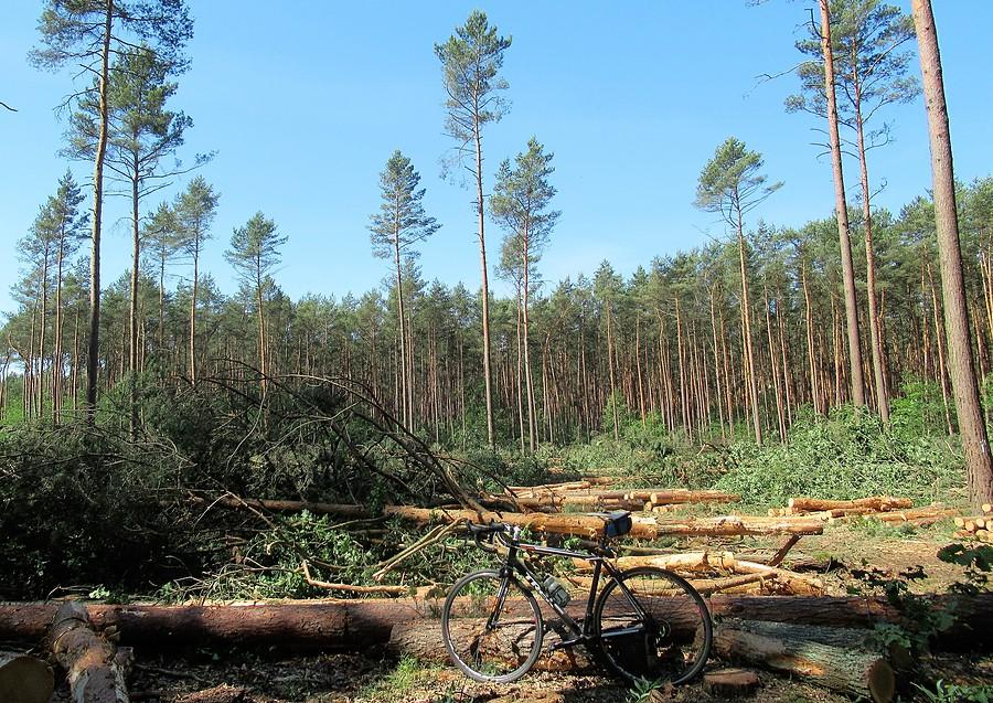 Polska... taka piękna :( - kolejna rzeź wykonana przez Nadleśnictwo Babki