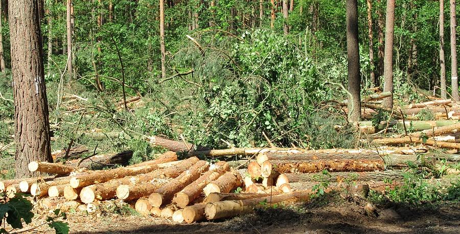 Krajobraz po masakrze - Nadleśnictwo Babki w akcji