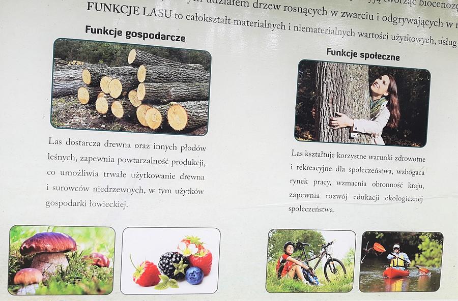 Nadleśnictwo Babki i jego bełkot: "las wzbogaca rynek pracy, wzmacnia obronność kraju" i takie tam.