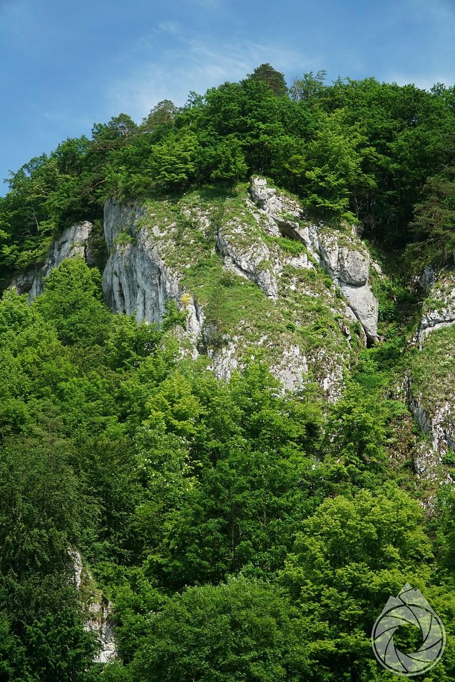 wegetacja w Dolinie Prądnika