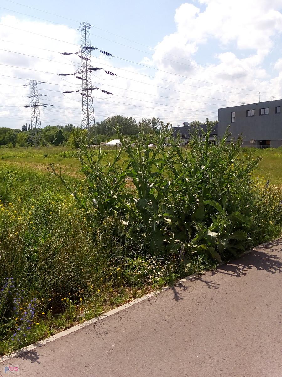 Przy Połczyńskiej blisko glinianki rosną takie ogromne chwasty. Przypominają gigantyczne osty. Nie wiem, co to za rośliny