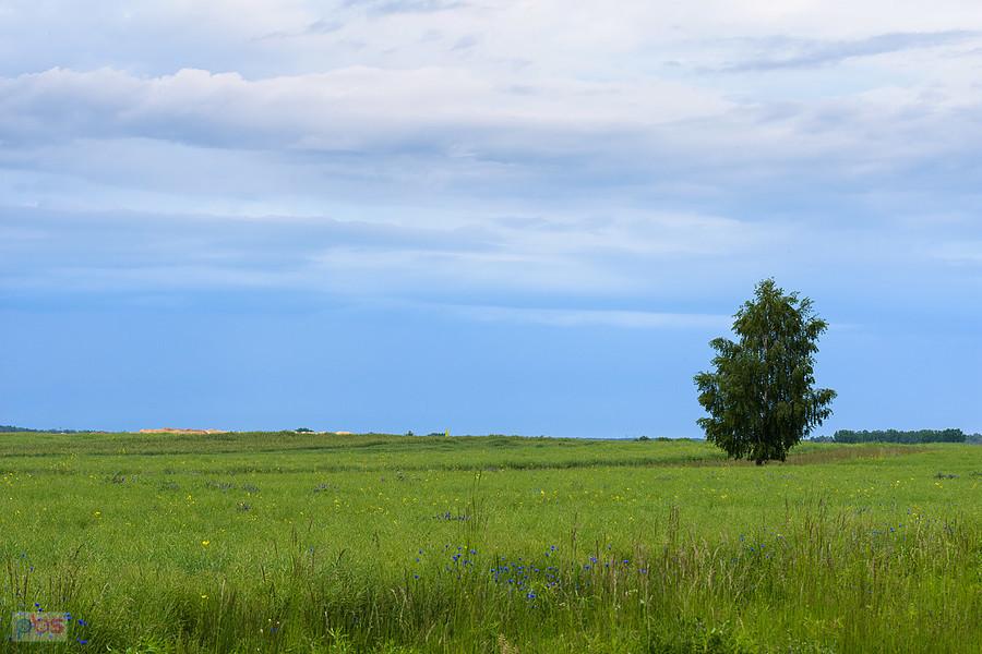 Widok z drogi Pajęczno - Niwiska Górne