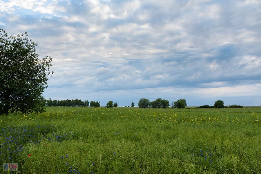 Widok na zachód z drogi Pajęczno - Niwiska Górne