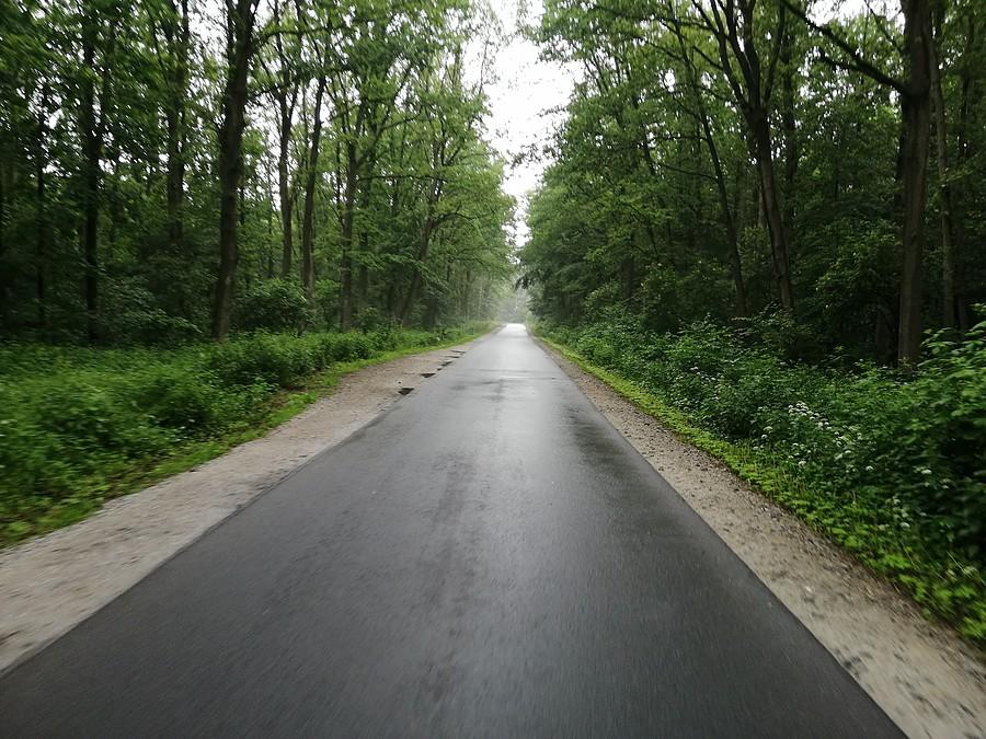 Wczoraj cały dzień padało, więc dzisiaj postanowiłem nadrobić straty z soboty. Mimo, że nie padało wcale, to jednak w lasach zbierałem z nawierzchni wczorajszy deszcz. Także rower, mimo braku opadów, do czyszczenia.