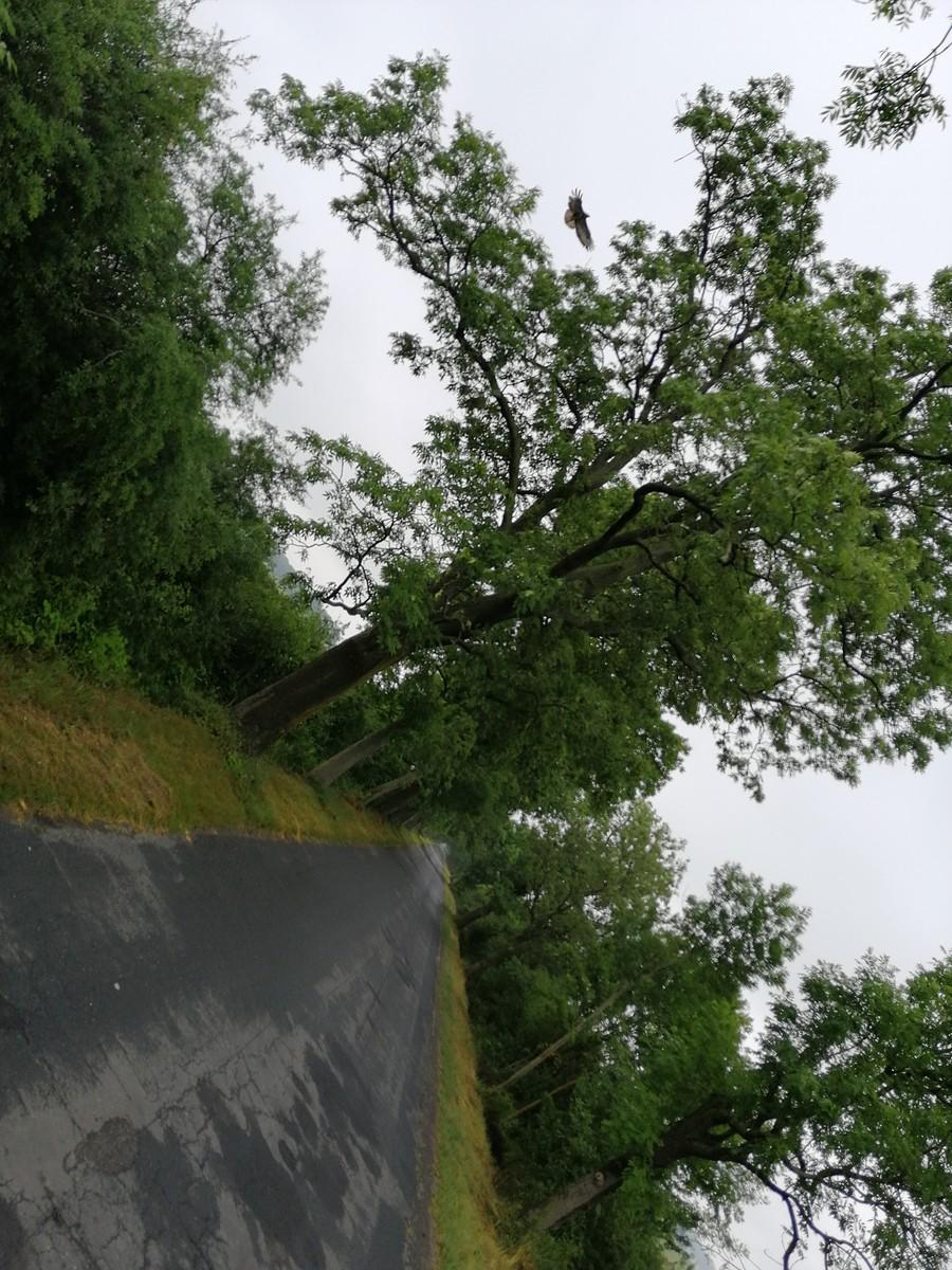 IMG_20200621_111835.jpg