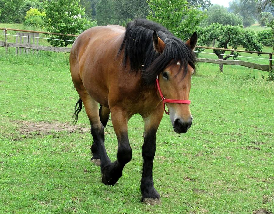 Atak!!! :) - agro w Radzewicach
