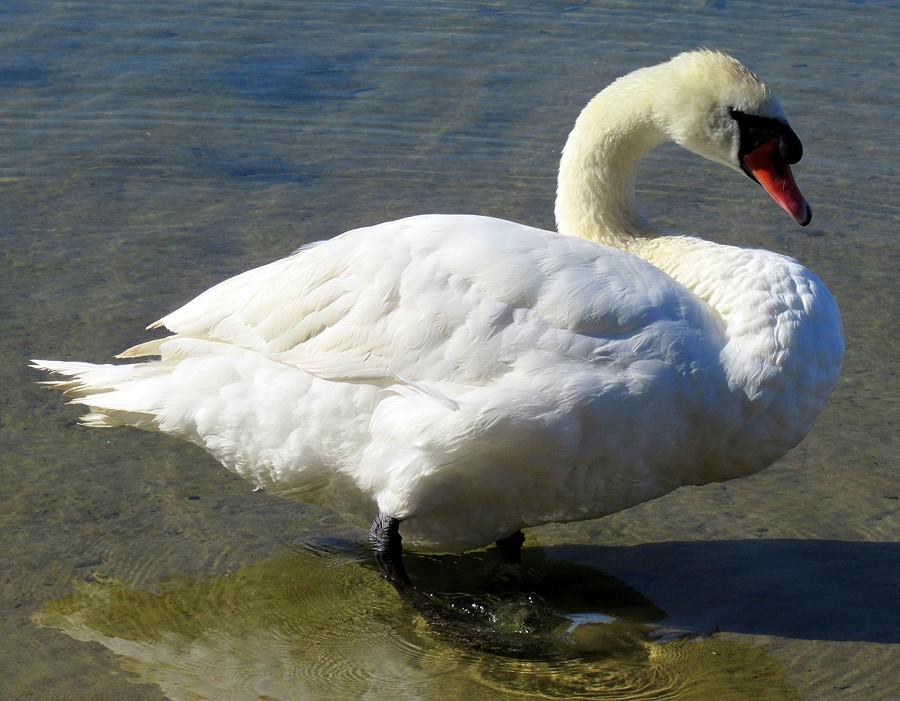 Łabędź niemy w całej okazałości