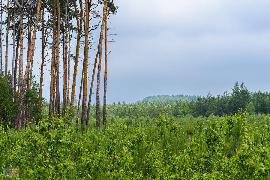 Las w pobliżu Zawodzia, widok w kierunku Sokolich Gór.