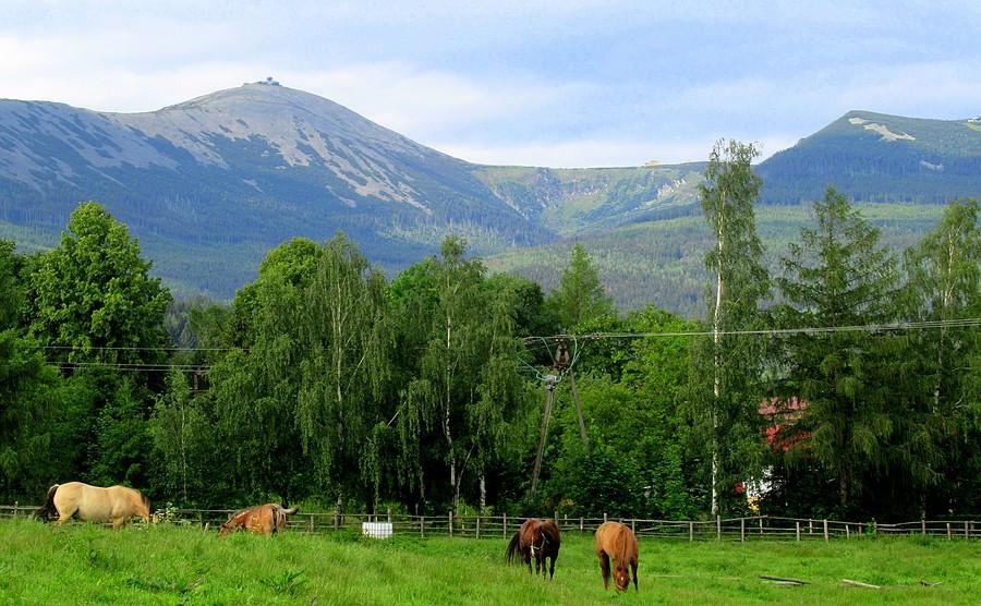 Widok taki, że koń by się uśmiał, Ścięgny