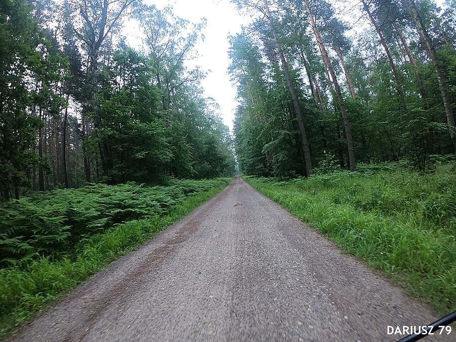 Puszcza Dulowska
