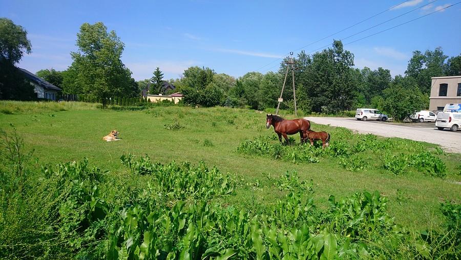 Pies pasterski, klacz i źrebię