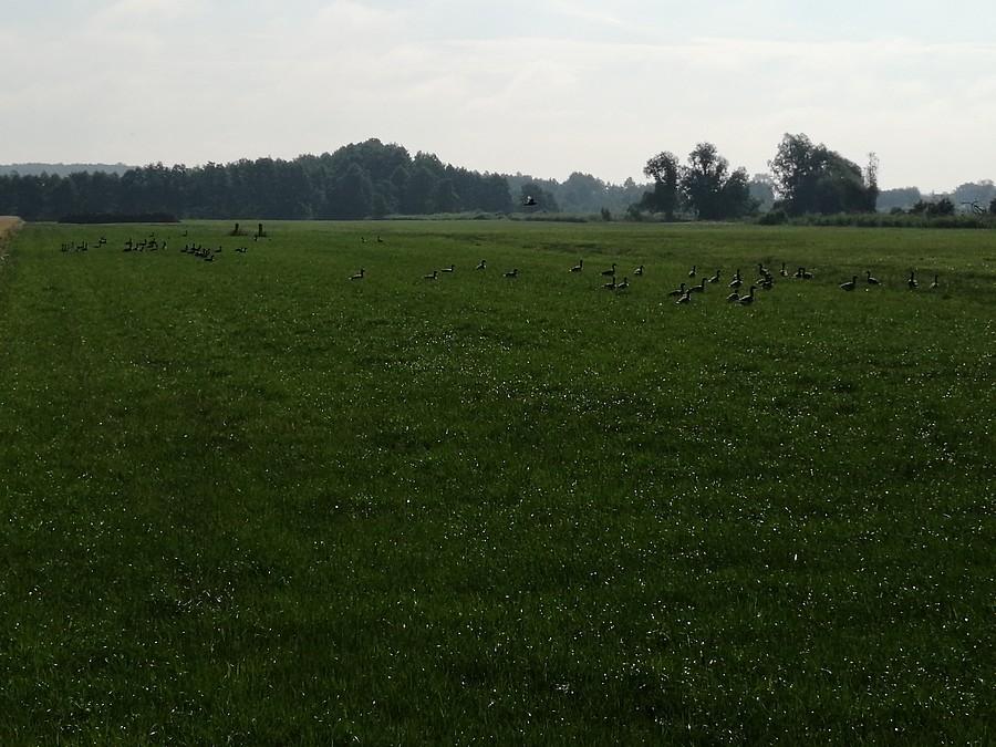 Zgromadzenie ptactwa, z czego tylko jeden jest mobilny. Na pierwszy rzut oka ciężko go dojrzeć.