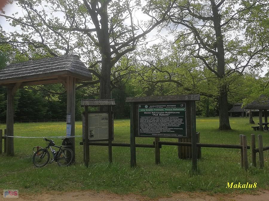 Świnoroje
