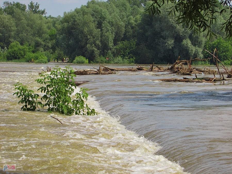 Na betonowej ostrodze zaczepiły się drzewa