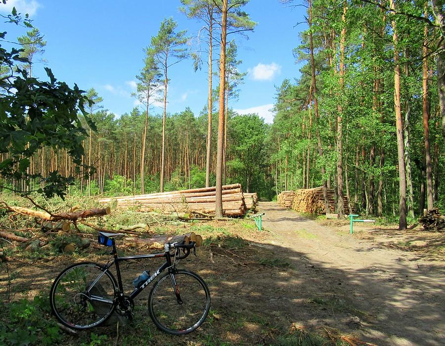 Nadleśnictwo Babki wciąż w "formie" :(