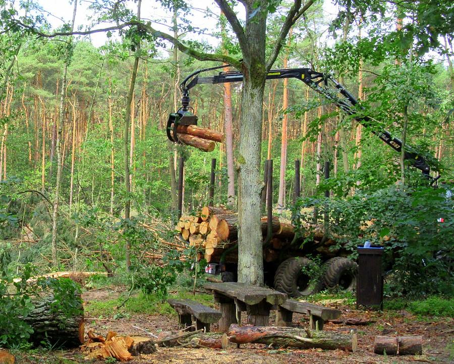 Piknik pod wiszącą wycinką