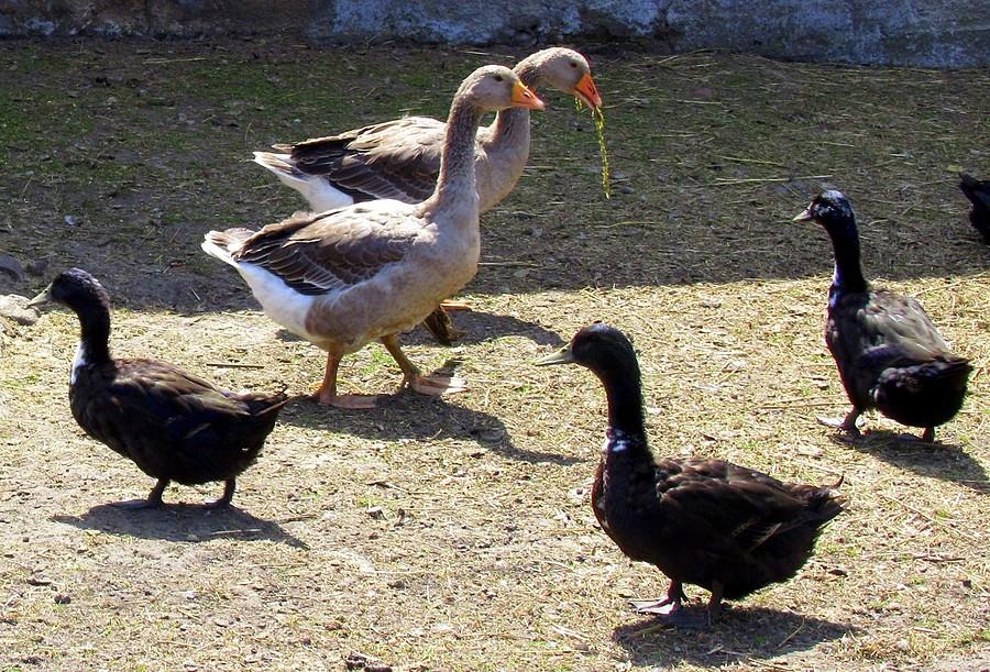 ...iż kaczki nie gęsi....