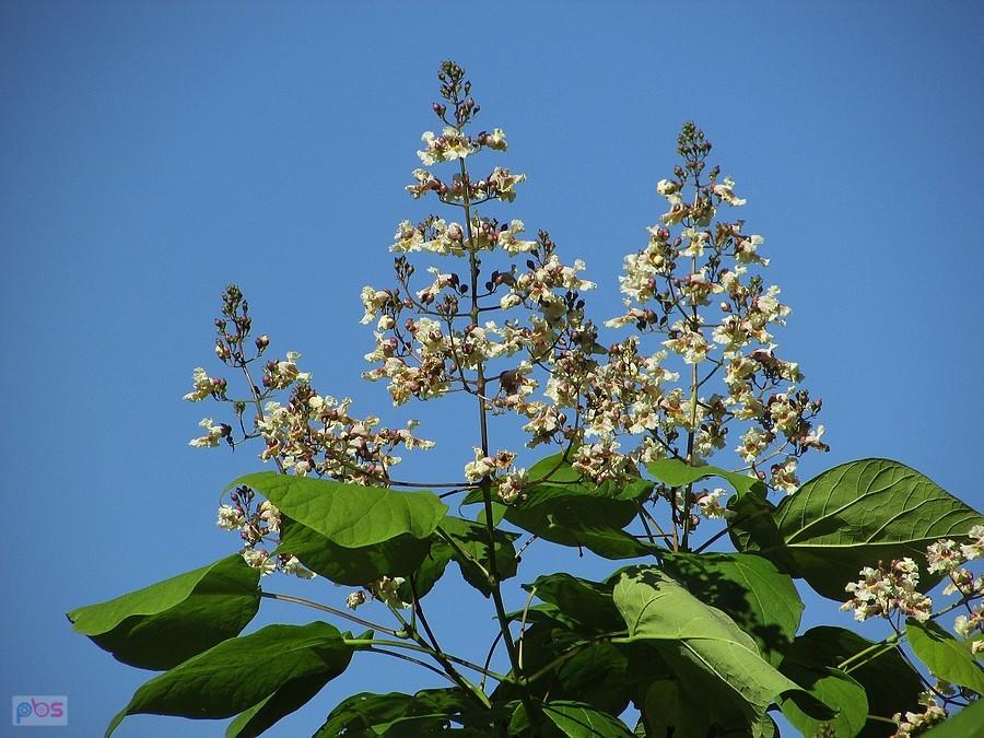 Surmia bignoniowa
