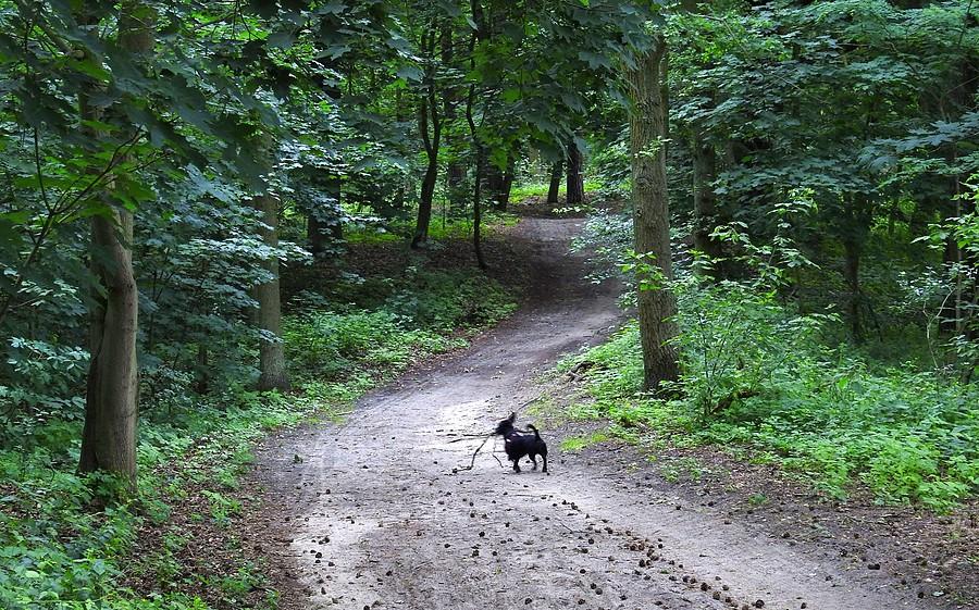 Samotnik wędrowny :) ((Wielkopolski Park Narodowy)
