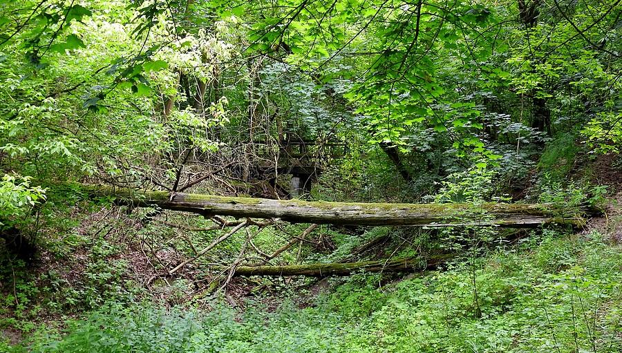 Obalone drzewo i drewniany most ((Wielkopolski Park Narodowy)