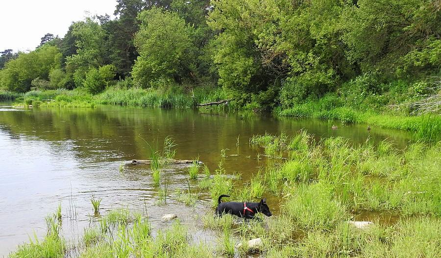 Ni pies, ni wydra... :) ((Wielkopolski Park Narodowy)
