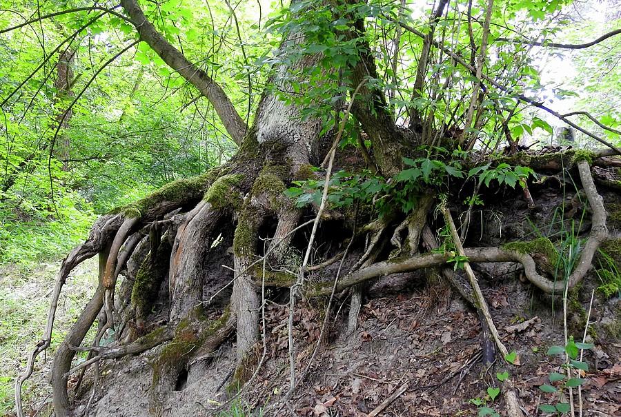Kryjących się w korzeniach hobbitów nie zauważono (Wielkopolski Park Narodowy)