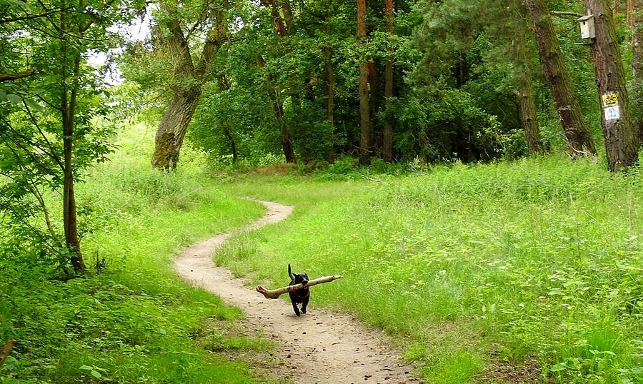 Każdy zakręt ładnie zaliczony (Wielkopolski Park Narodowy)