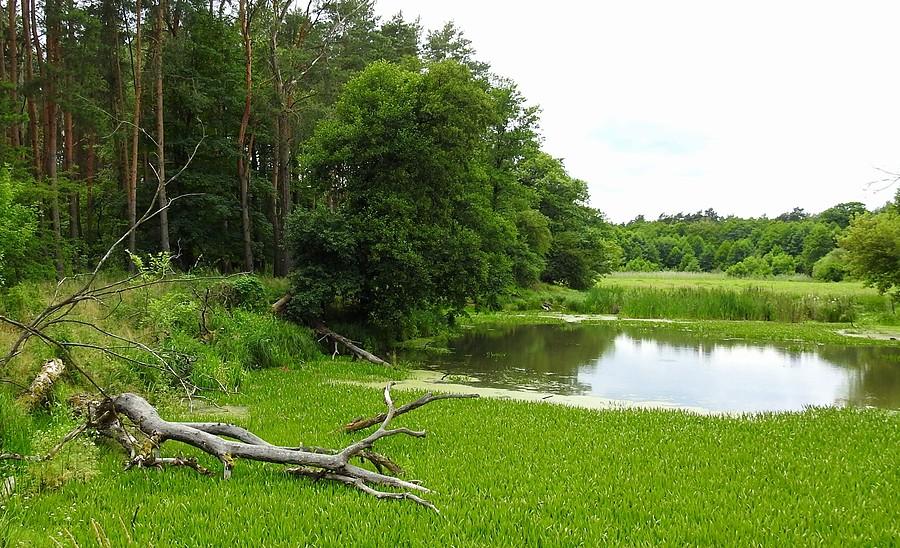 Moczary, wersja letnia ((Wielkopolski Park Narodowy)