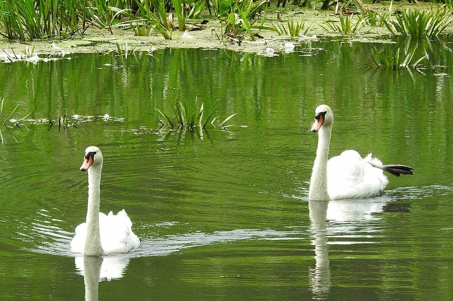 Obrońcy odnóg Warty (Wielkopolski Park Narodowy)