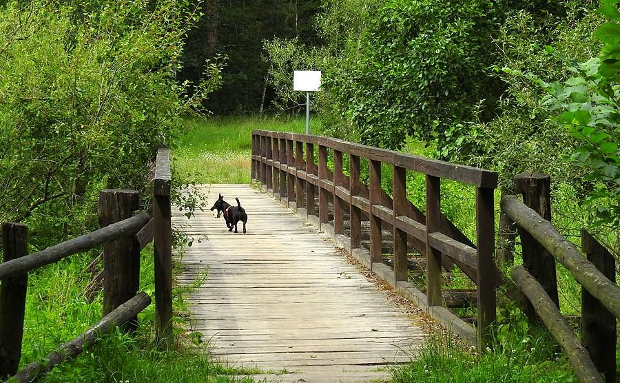 Drewnianym szlakiem... (Wielkopolski Park Narodowy)