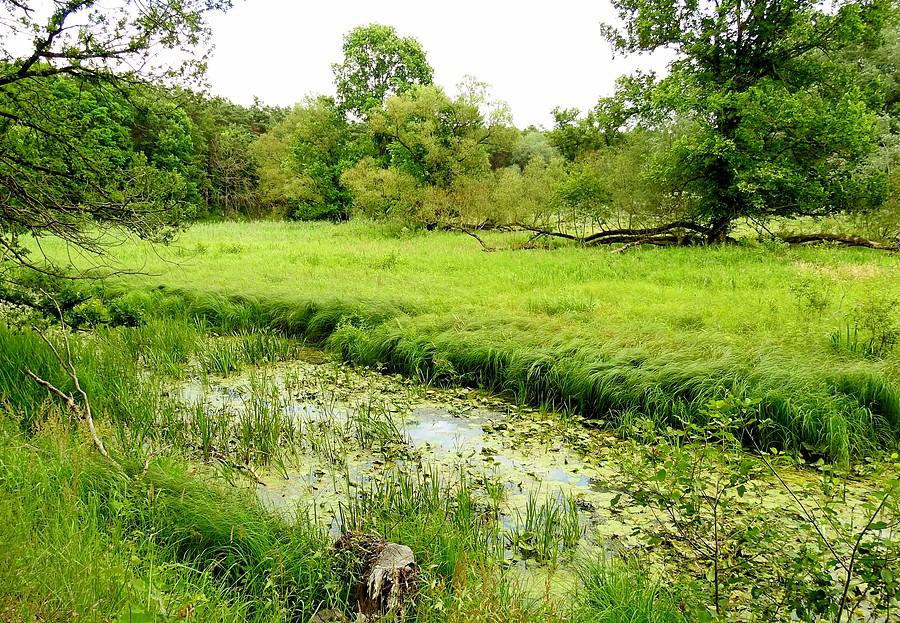 Alternatywny ekosystem (Wielkopolski Park Narodowy)