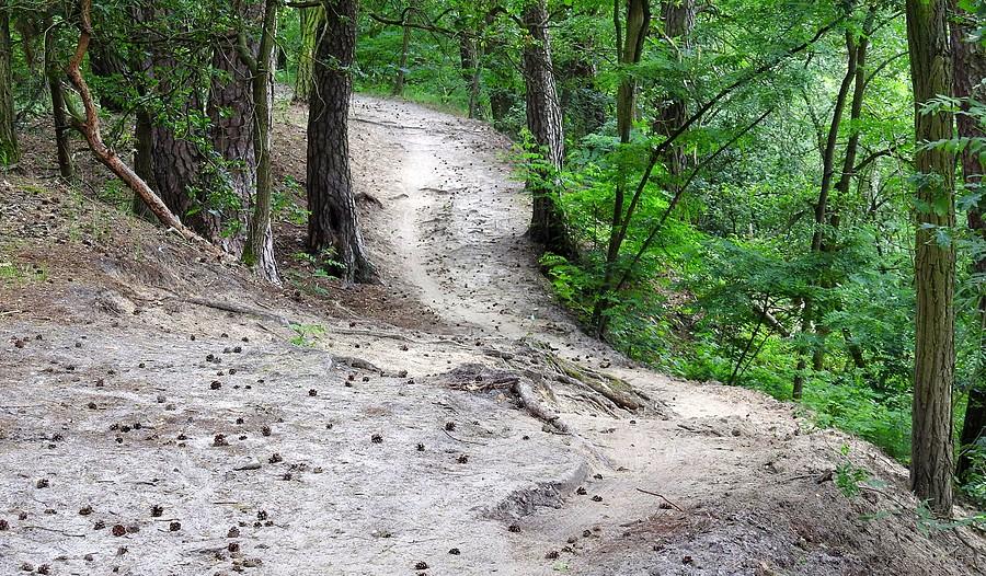 Korzenne single na Nadwarciańskim (Wielkopolski Park Narodowy)