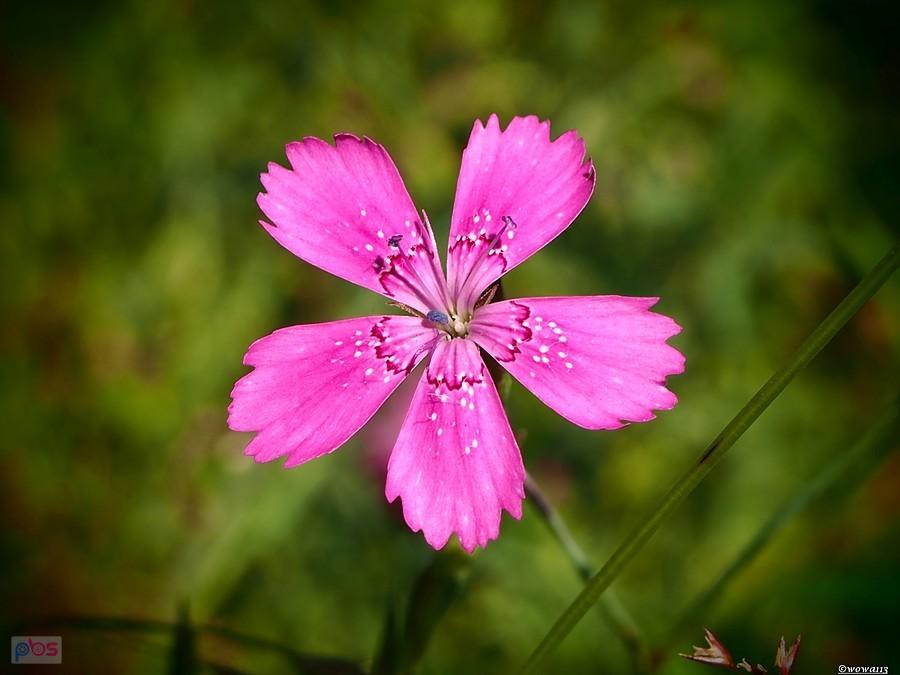 Dygresje florystyczne - goździk kartuzek